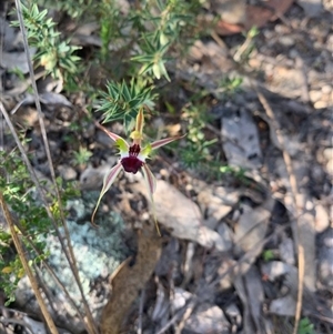 Caladenia parva at Kambah, ACT - suppressed