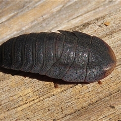 Laxta granicollis (Common bark or trilobite cockroach) at Macarthur, ACT - 23 Oct 2024 by RodDeb