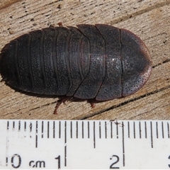 Laxta granicollis at Macarthur, ACT - 24 Oct 2024 09:58 AM