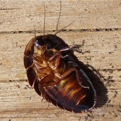 Laxta granicollis at Macarthur, ACT - 24 Oct 2024 09:58 AM