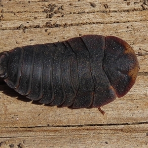 Laxta granicollis at Macarthur, ACT - 24 Oct 2024 09:58 AM