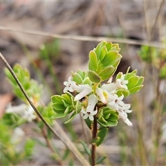 Brachyloma daphnoides (Daphne Heath) at Weetangera, ACT - 23 Oct 2024 by sangio7