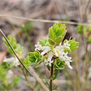 Brachyloma daphnoides at Weetangera, ACT - 23 Oct 2024