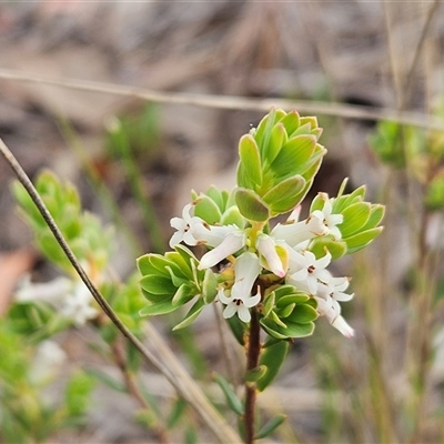 Brachyloma daphnoides (Daphne Heath) at Weetangera, ACT - 22 Oct 2024 by sangio7