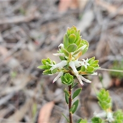 Brachyloma daphnoides at Weetangera, ACT - 23 Oct 2024