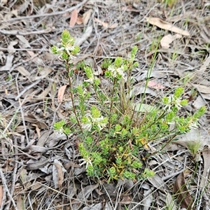 Brachyloma daphnoides at Weetangera, ACT - 23 Oct 2024