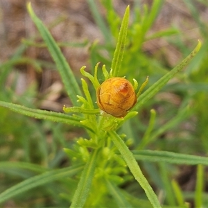 Xerochrysum viscosum at Weetangera, ACT - 23 Oct 2024