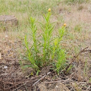 Xerochrysum viscosum at Weetangera, ACT - 23 Oct 2024