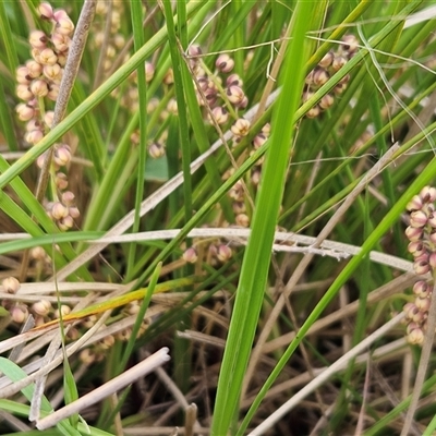 Lomandra filiformis subsp. coriacea (Wattle Matrush) at Weetangera, ACT - 22 Oct 2024 by sangio7