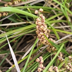 Lomandra filiformis subsp. coriacea at Weetangera, ACT - 23 Oct 2024