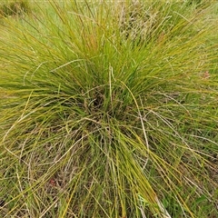 Lomandra filiformis subsp. coriacea at Weetangera, ACT - 23 Oct 2024 08:18 AM