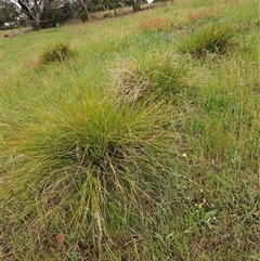 Lomandra filiformis subsp. coriacea at Weetangera, ACT - 23 Oct 2024