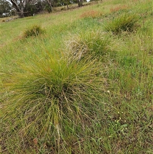 Lomandra filiformis subsp. coriacea at Weetangera, ACT - 23 Oct 2024