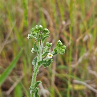 Hackelia suaveolens (Sweet Hounds Tongue) at Weetangera, ACT - 22 Oct 2024 by sangio7