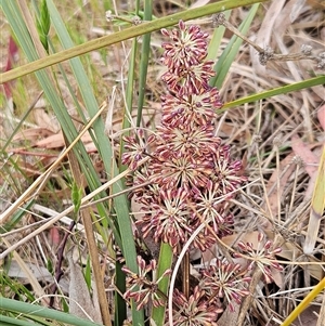 Lomandra multiflora at Weetangera, ACT - 23 Oct 2024