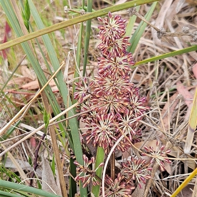 Lomandra multiflora (Many-flowered Matrush) at Weetangera, ACT - 22 Oct 2024 by sangio7