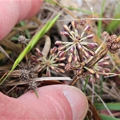 Lomandra multiflora at Weetangera, ACT - 23 Oct 2024