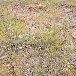 Lomandra multiflora at Weetangera, ACT - 23 Oct 2024