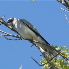 Coracina novaehollandiae (Black-faced Cuckooshrike) at Higgins, ACT - 19 Oct 2024 by AlisonMilton