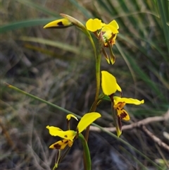 Diuris sulphurea (Tiger Orchid) at Captains Flat, NSW - 24 Oct 2024 by Csteele4