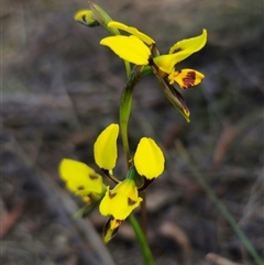 Diuris sulphurea at Captains Flat, NSW - 24 Oct 2024