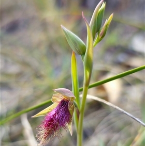 Calochilus robertsonii at Captains Flat, NSW - 24 Oct 2024