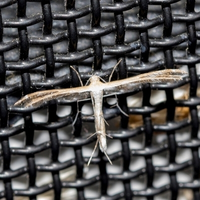 Megalorhipida leucodactyla at Higgins, ACT - 18 Oct 2024 by AlisonMilton