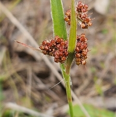 Luzula densiflora (Dense Wood-rush) at Weetangera, ACT - 23 Oct 2024 by sangio7