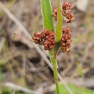 Luzula densiflora at Weetangera, ACT - 23 Oct 2024