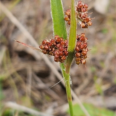 Luzula densiflora (Dense Wood-rush) at Weetangera, ACT - 22 Oct 2024 by sangio7