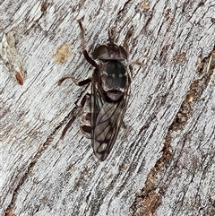 Unidentified True fly (Diptera) at Symonston, ACT - 23 Oct 2024 by Mike