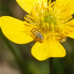 Sphenella ruficeps (Senecio Flower Galler Fruit Fly) at Gundary, NSW - 20 Oct 2024 by RobG1