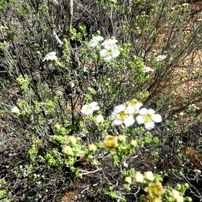 Unverified Other Shrub at Kanowna, WA - 15 Sep 2024 by Paul4K