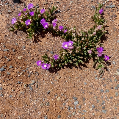 Unidentified Other Wildflower or Herb at Feysville, WA - 15 Sep 2024 by Paul4K