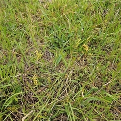 Lomandra filiformis at Weetangera, ACT - 23 Oct 2024