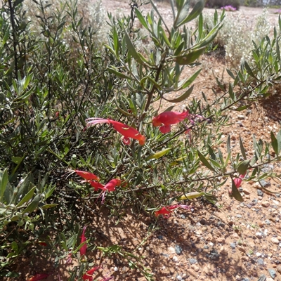 Eremophila glabra at Feysville, WA - 15 Sep 2024 by Paul4K