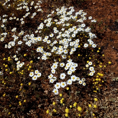 Unidentified Daisy at Widgiemooltha, WA - 15 Sep 2024 by Paul4K