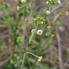 Hackelia suaveolens (Sweet Hounds Tongue) at Weetangera, ACT - 22 Oct 2024 by sangio7