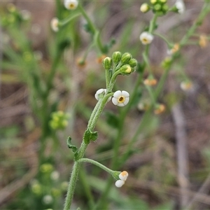 Hackelia suaveolens at Weetangera, ACT - 23 Oct 2024 09:55 AM