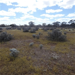 Unidentified Daisy at Widgiemooltha, WA - 15 Sep 2024 by Paul4K