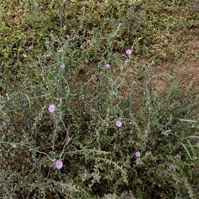 Convolvulus remotus at Widgiemooltha, WA - 15 Sep 2024 by Paul4K