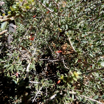 Eremophila glabra at Widgiemooltha, WA - 15 Sep 2024 by Paul4K