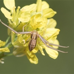 Runcinia acuminata (Pointy Crab Spider) at Latham, ACT - 23 Oct 2024 by AlisonMilton