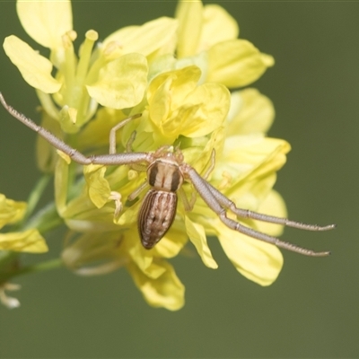 Runcinia acuminata (Pointy Crab Spider) at Latham, ACT - 24 Oct 2024 by AlisonMilton