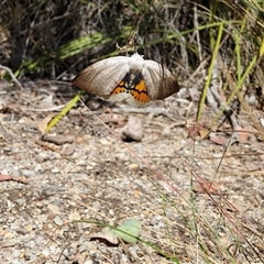 Gastrophora henricaria (Fallen-bark Looper, Beautiful Leaf Moth) at Aranda, ACT - 20 Oct 2024 by Chantal