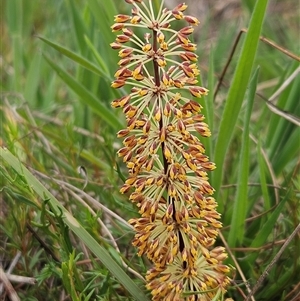 Lomandra multiflora at Weetangera, ACT - 23 Oct 2024 10:47 AM