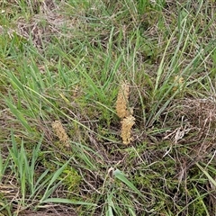 Lomandra multiflora at Weetangera, ACT - 23 Oct 2024 10:47 AM