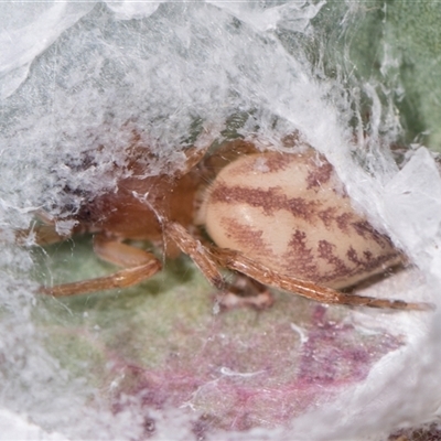 Clubiona sp. (genus) (Unidentified Stout Sac Spider) at Latham, ACT - 24 Oct 2024 by AlisonMilton