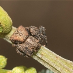 Stephanopis sp. (genus) (Knobbly crab spider) at Macgregor, ACT - 24 Oct 2024 by AlisonMilton