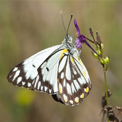 Belenois java (Caper White) at Denman Prospect, ACT - 23 Oct 2024 by Kenp12